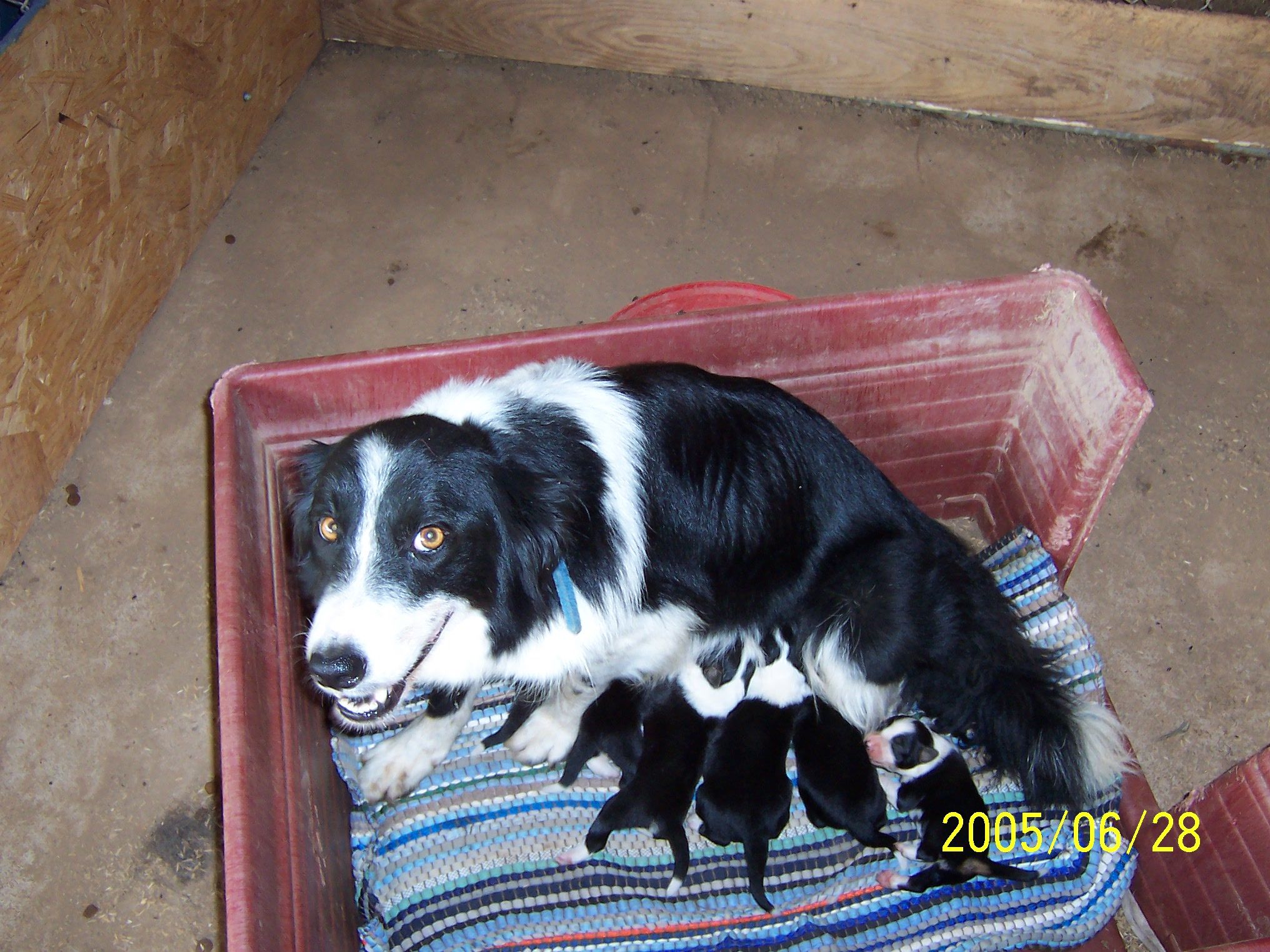 Sue with pups on day 7