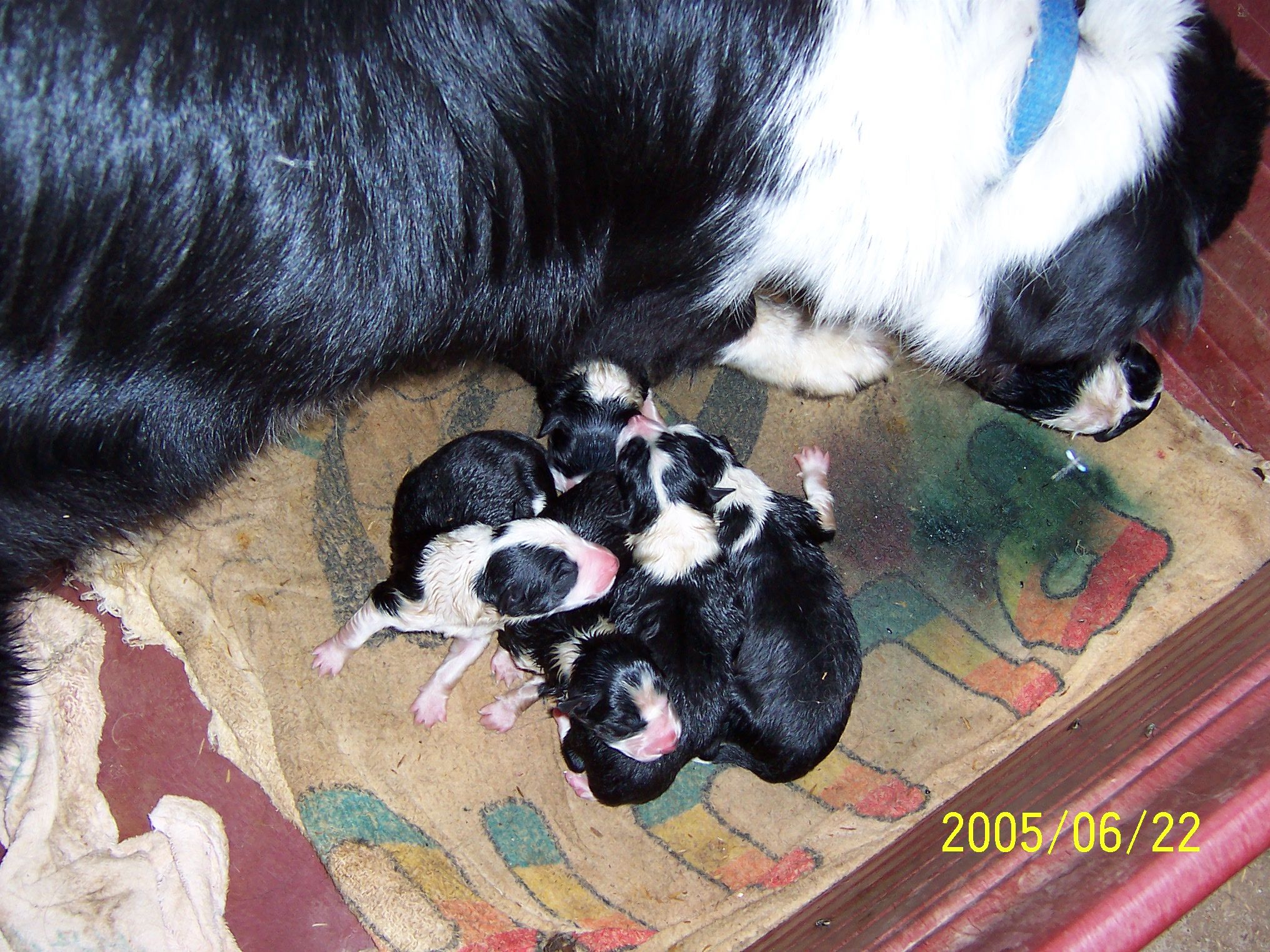 Puppies soon after birth